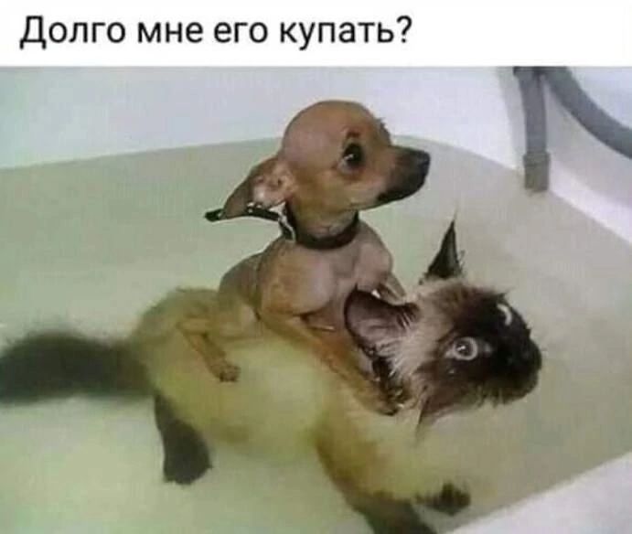 Долго мне его купать?