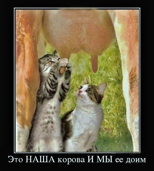Это НАША корова И МЫ ее доим