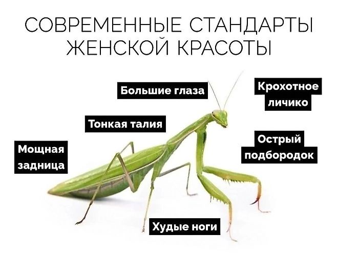 СОВРЕМЕННЫЕ СТАНДАРТЫ ЖЕНСКОЙ КРАСОТЫ
Большие глаза
Тонкая талия
Мощная задница
Худые ноги
Крохотное личико
Острый подбородок