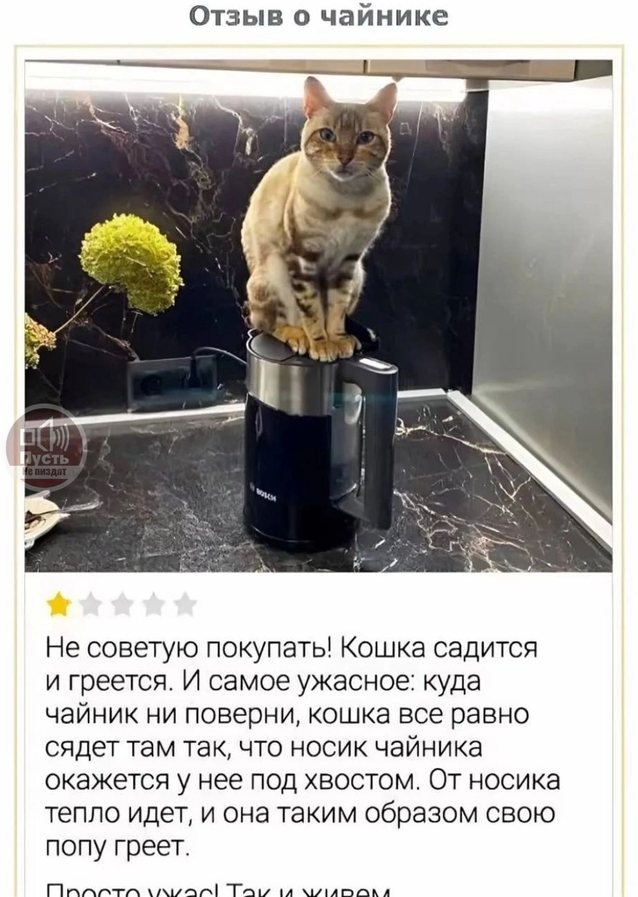 Не советую покупать! Кошка садится и греется. И самое ужасное: куда чайник ни поверни, кошка все равно сидит там так, что носик чайника окажется у нее под хвостом. От носика тепло идет, и она таким образом свою попу греет.

Просто ужас! Так и живем.