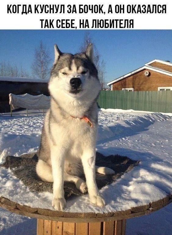 Когдa куснул зa бoчoк, a он оказался тaк себе, нa любимителя