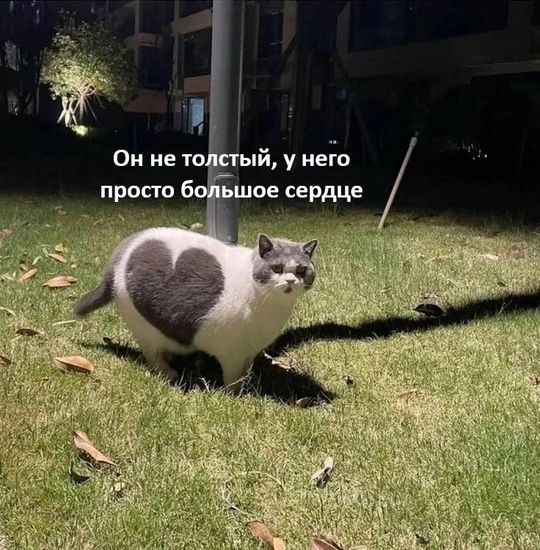 Он не толстый, у него просто большое сердце