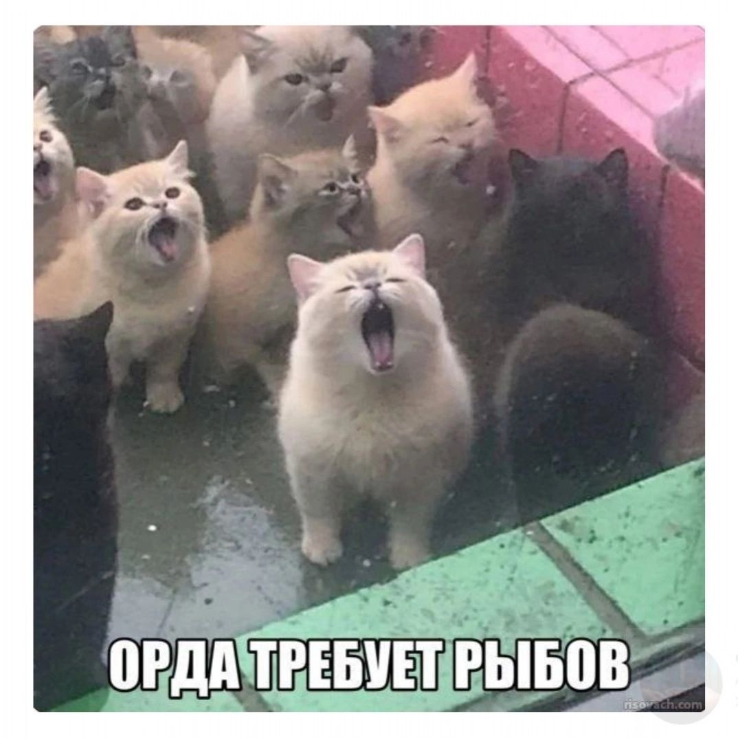 ОРДА ТРЕБУЕТ РЫБОВ