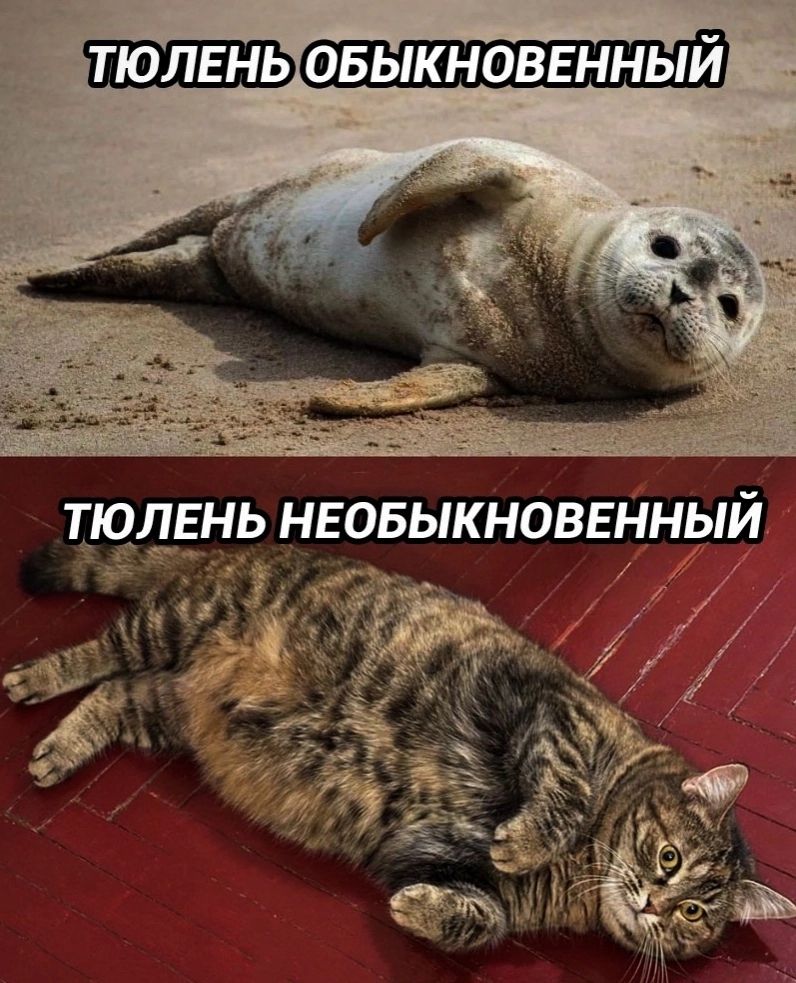 ТЮЛЕНЬ ОБЫЧНОВЕННЫЙ
ТЮЛЕНЬ НЕОБЫЧНОВЕННЫЙ