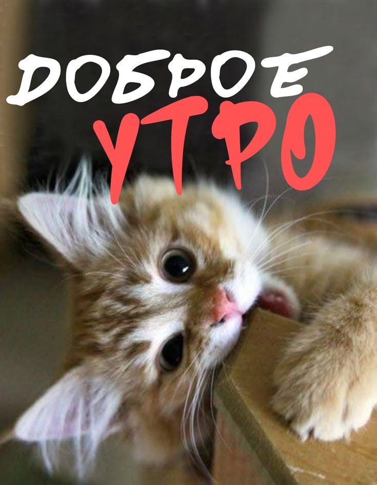 ДОБРОЕ УТРО