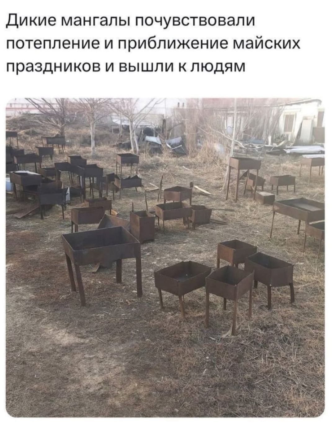 Дикие мангалы почувствовали потепление и приближение майских праздников и вышли к людям
