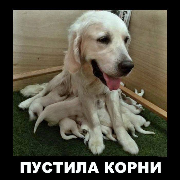ПУСТИЛА КОРНИ