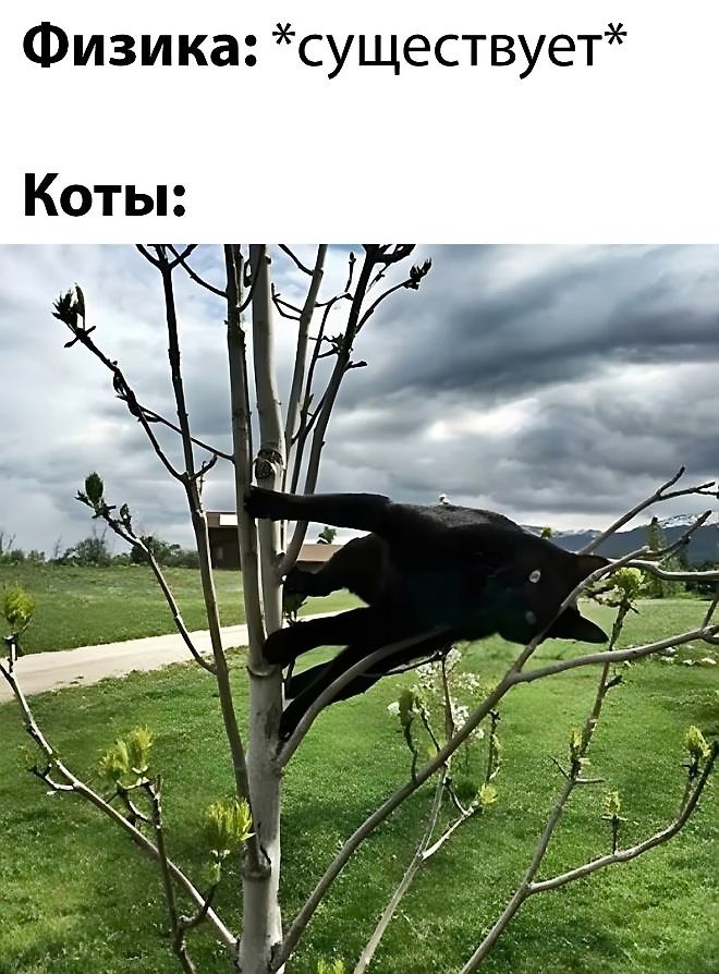 Физика: *существует*
Коты:
