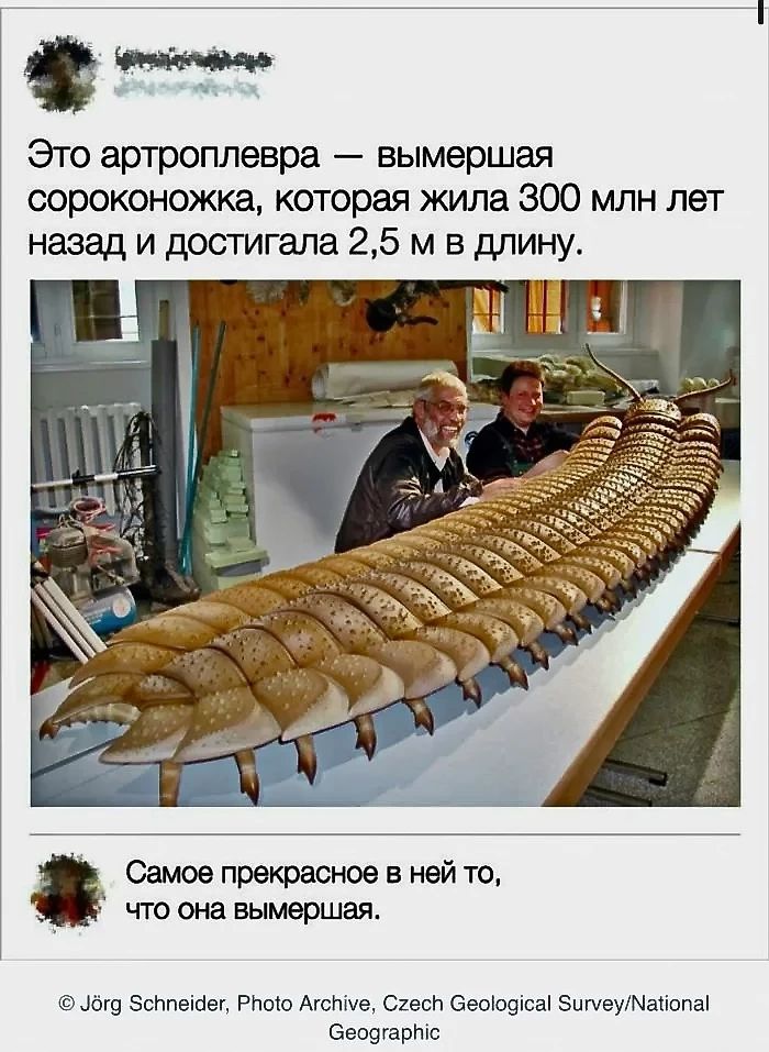 Это артроплевра — вымершая сороконожка, которая жила 300 млн лет назад и достигала 2,5 м в длину.

Самое прекрасное в ней то, что она вымерша.