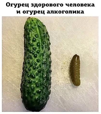 Огурец здорового человека и огурец алкоголика
