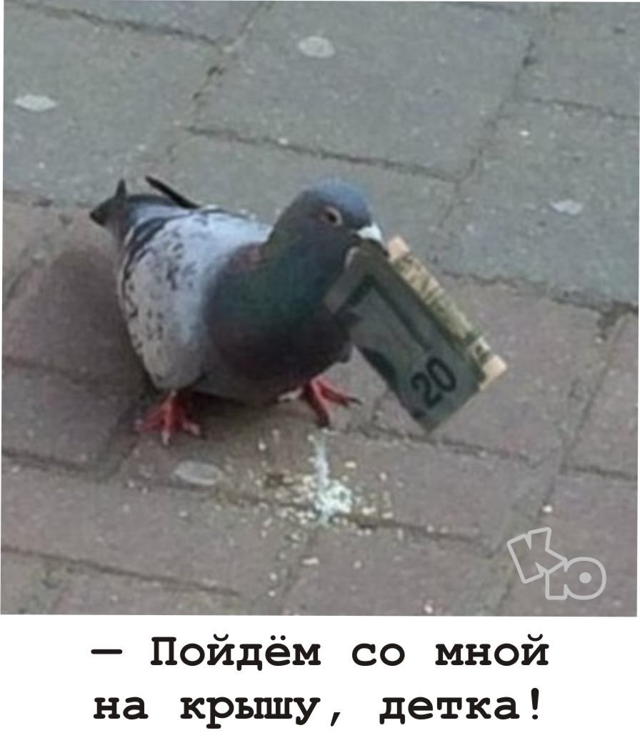 — Пойдём со мной на крышу, детка!