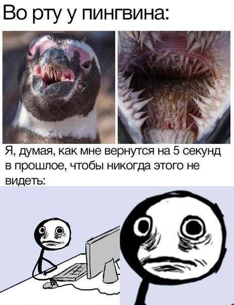 Во рту у пингвина: Я, думая, как мне вернуться на 5 секунд в прошлое, чтобы никогда этого не видеть: