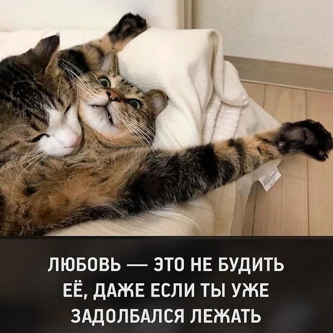 ЛЮБОВЬ — ЭТО НЕ БУДИТЬ ЕЁ, ДАЖЕ ЕСЛИ ТЫ УЖЕ ЗАДОЛБАЛСЯ ЛЕЖАТЬ