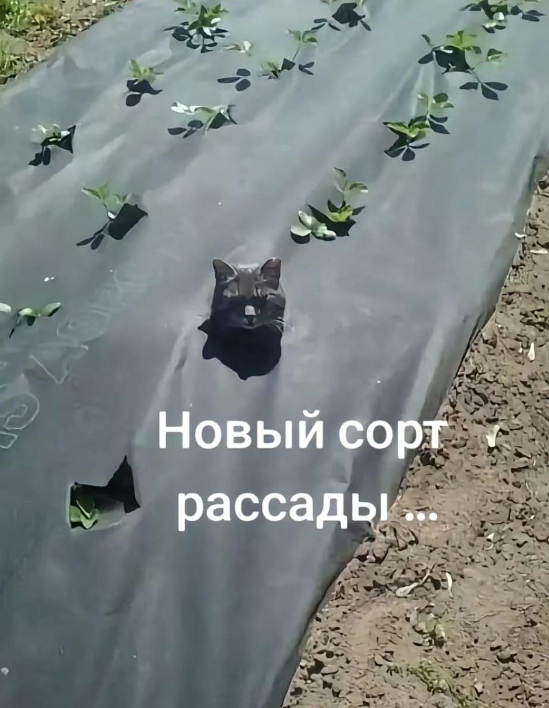 Новый сорт рассады...