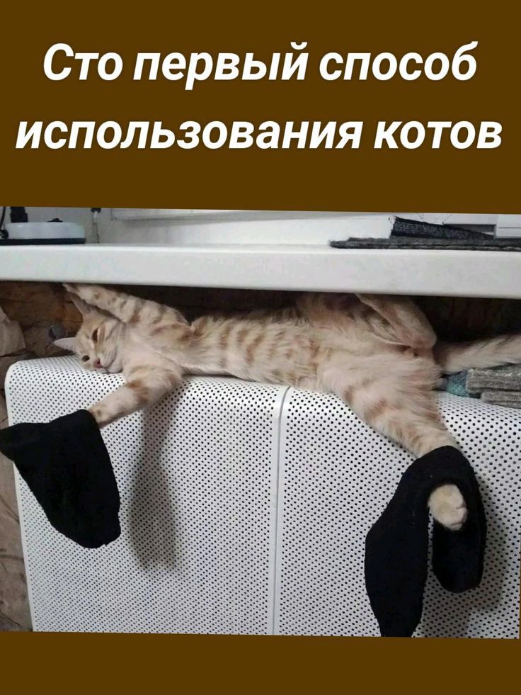 Сто первый способ использования котов