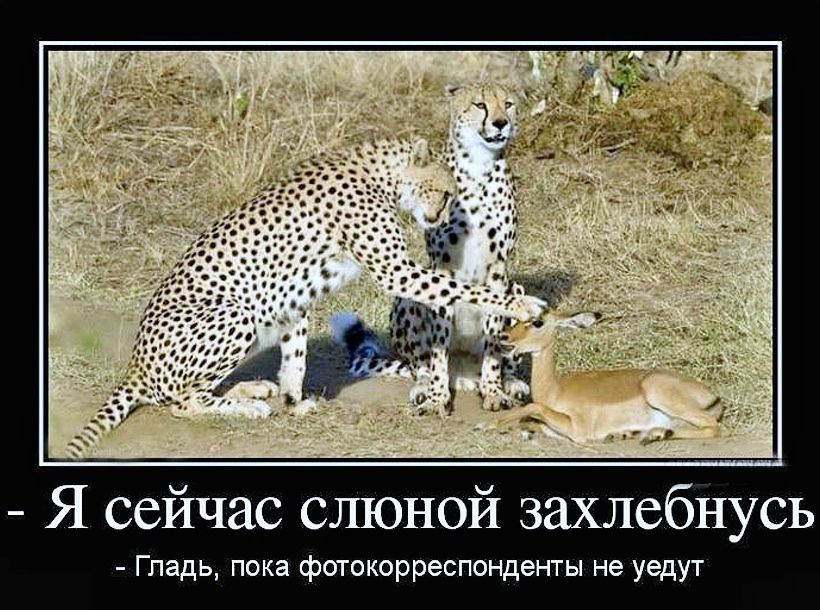 Я сейчас слоной захлебнусь
- Гладь, пока фотокорреспонденты не увидят