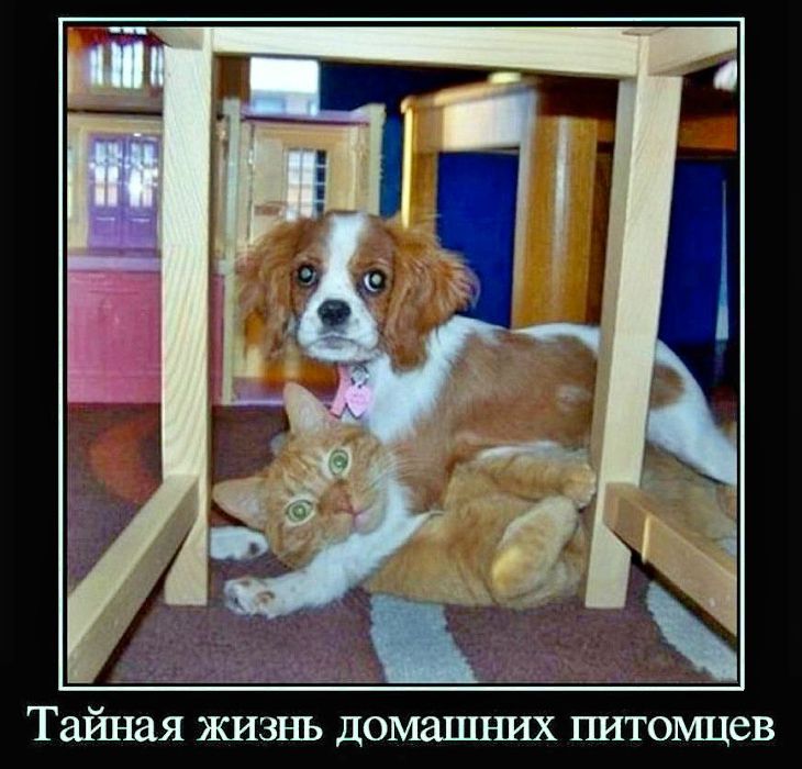 Тайная жизнь домашних питомцев