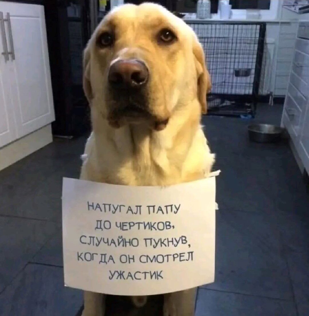 НАТУГАЛ ПАПУ ДО ЧЕРТИКОВ. СЛУЧАЙНО ПУКНУВ, КОГДА ОН СМОТРЕЛ УЖАСТИК
