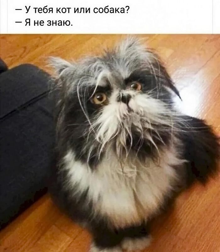 — У тебя кот или собака? — Я не знаю.