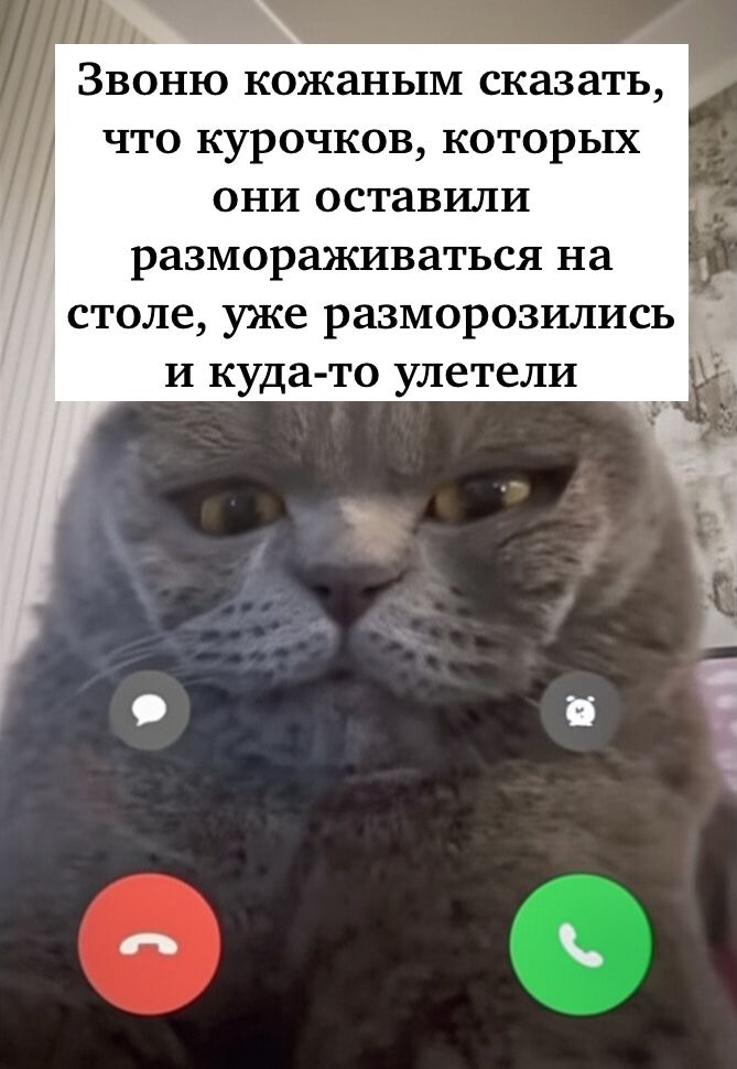 Звоню кожаным сказать, что курочек, которых они оставили размораживаться на столе, уже разморозились и куда-то улетели
