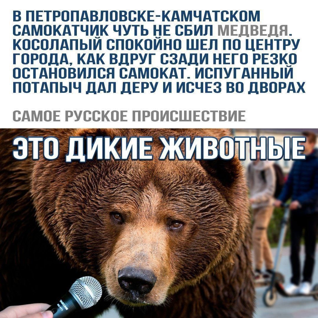 В Петропавловске-Камчатском самокатчик чуть не сбил медведя. Косолапый спокойно шел по центру города, как вдруг сзади него резко остановился самокат. Испуганный потапыч дал деру и исчез во дворах. Это дикие животные