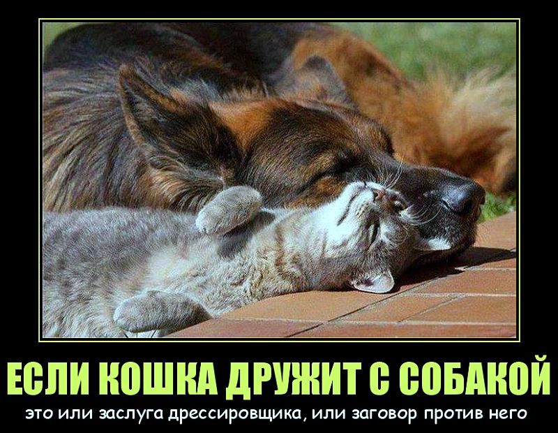 ЕСЛИ КОШКА ДРУЖИТ С СОБАКОЙ 
это или заслуга дрессировщика, или заговор против него