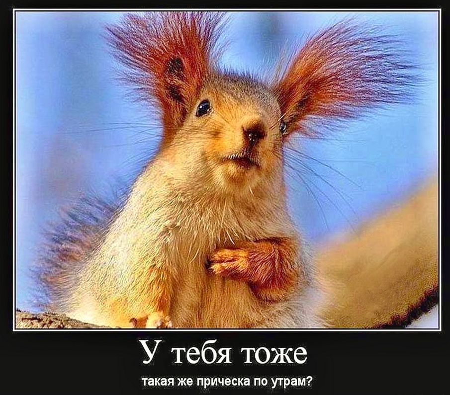 У тебя тоже такая же прическа по утрам?
