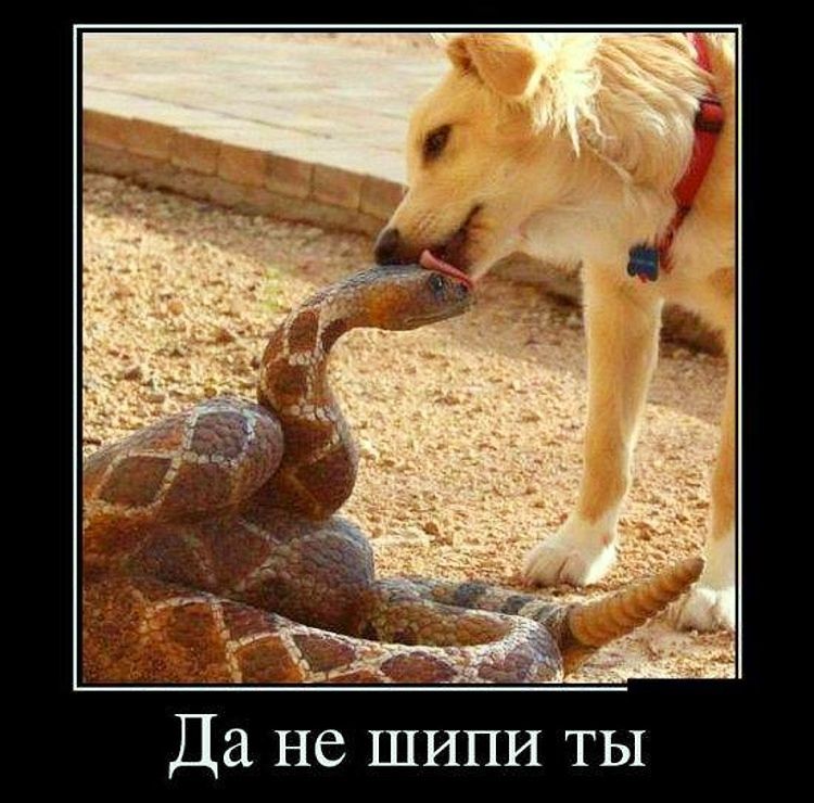 Да не шипи ты