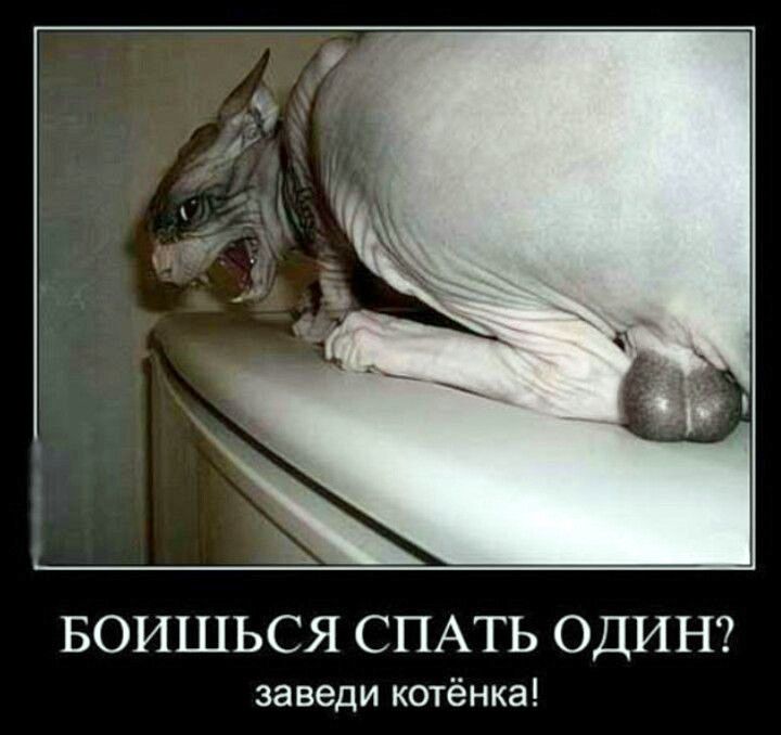 БОИШЬСЯ СПАТЬ ОДИН? заведи котёнка!