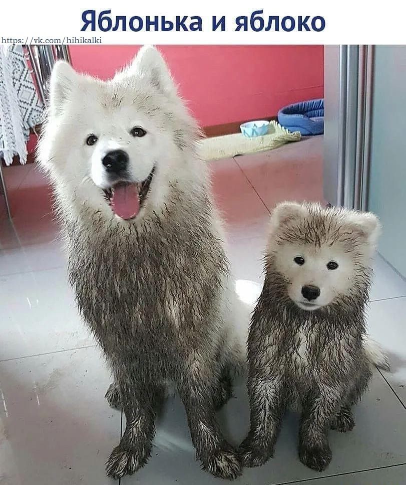 Яблонька и яблоко