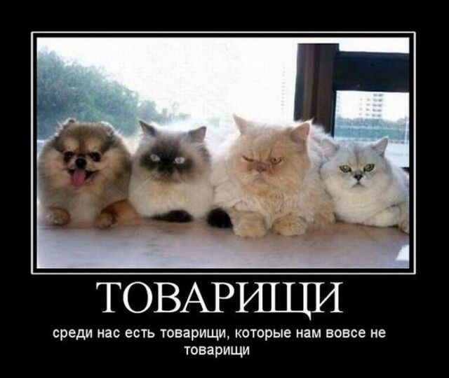 ТОВАРИЩИ
среди нас есть товарищи, которые нам вовсе не товарищи