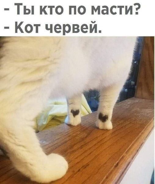 - Ты кто по масти?
- Кот червей.