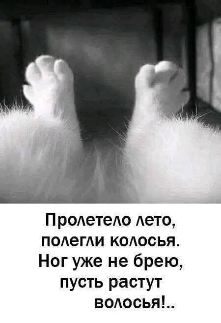Пролетело лето, полегли колосья. Ног уже не брею, пусть растут волосы!.