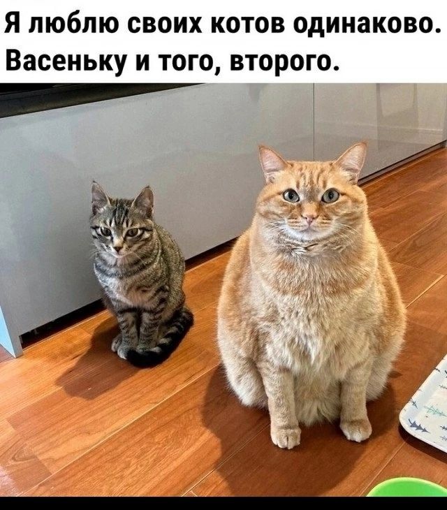 Я люблю своих котов одинаково. Васеньку и того, второго.