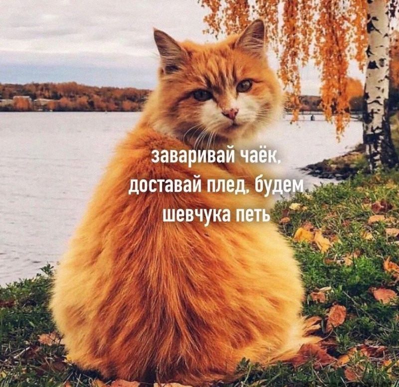 заваривай чайёк. доставай плед, будем шевчучка петь