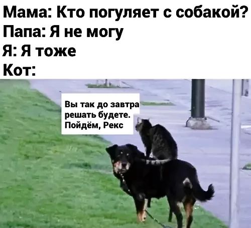 Мама: Кто погуляет с собакой? Папа: Я не могу Я: Я тоже Кот: Вы так до завтра решать будете. Пойдем, Рекс