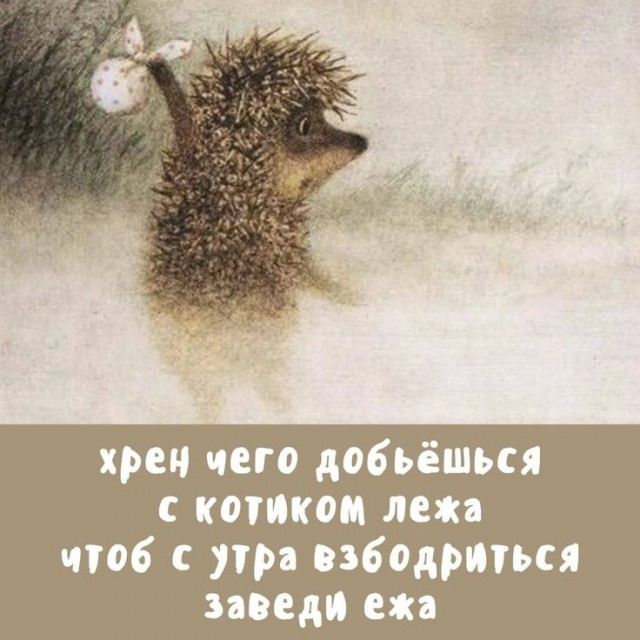 хрен чего добьёшься с котиком лежа чтобы с утра взбодриться заведи ежа