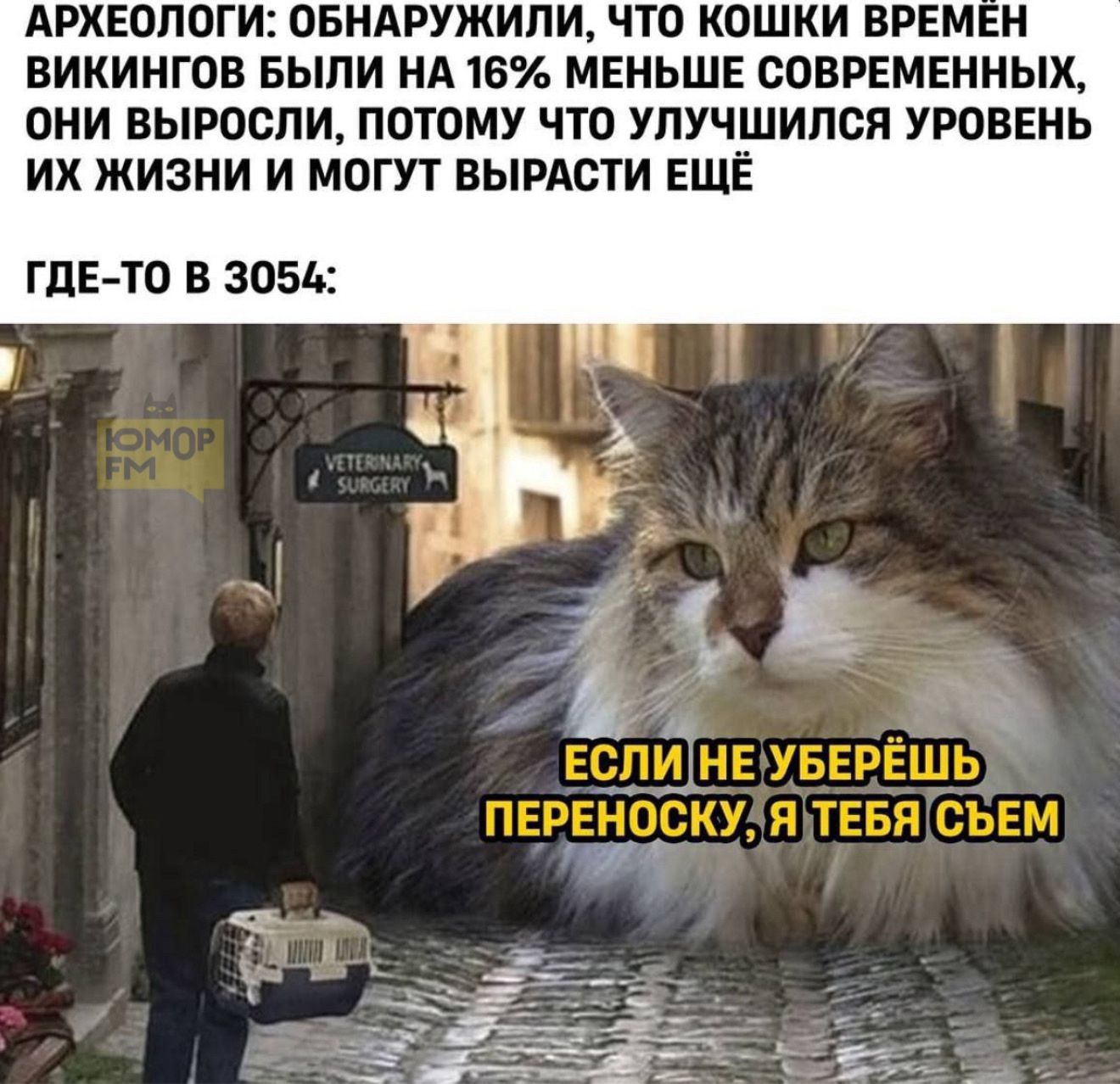 АРХЕОЛОГИ: ОБНАРУЖИЛИ, ЧТО КОШКИ ВРЕМЕН ВИКИНГОВ БЫЛИ НА 16% МЕНЬШЕ СОВРЕМЕННЫХ, ОНИ ВЫРОСЛИ, ПОТОМУ ЧТО УЛУЧШИЛСЯ УРОВЕНЬ ИХ ЖИЗНИ И МОГУТ ВЫРАСТИ ЕЩЁ
ГДЕ-ТО В 3054:
ЕСЛИ НЕ УБЕРЁШЬ ПЕРЕНОСКУ, Я ТЕБЯ СЪЕМ