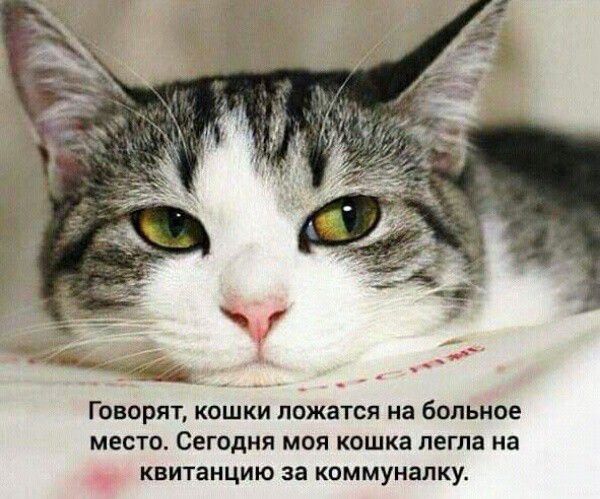 Говорят, кошки ложатся на больное место. Сегодня моя кошка легла на квитанцию за коммуналку.