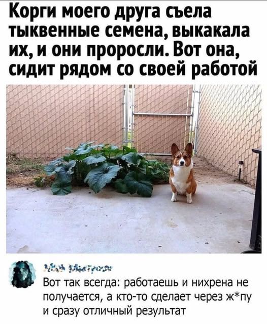 Корги моего друга съела тыквенные семена, выкакала их, и они проросли. Вот она, сидит рядом со своей работой.
Вот так всегда: работаешь и ни хрена не получается, а кто-то сделает через ж*пу и сразу отличный результат.