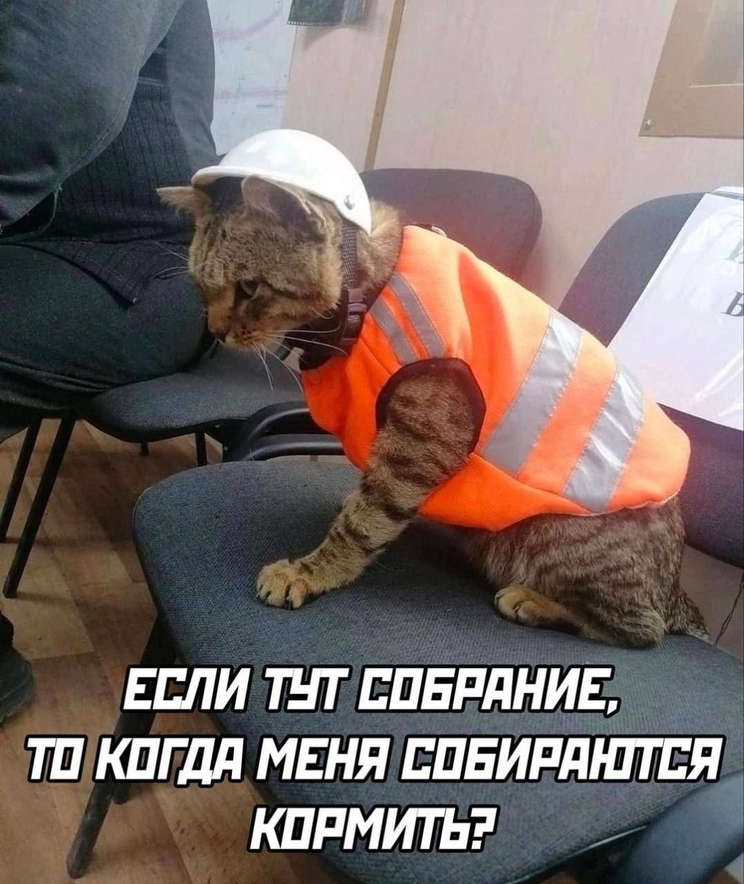 ЕСЛИ ТУТ СОБРАНИЕ, ТО КОГДА МЕНЯ СОБИРАЮТ КОРМИТЬ?