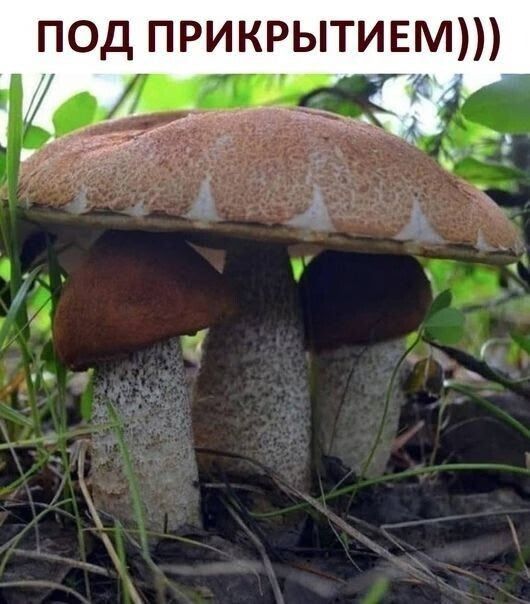 ПОД ПРИКРЫТИЕМ)))