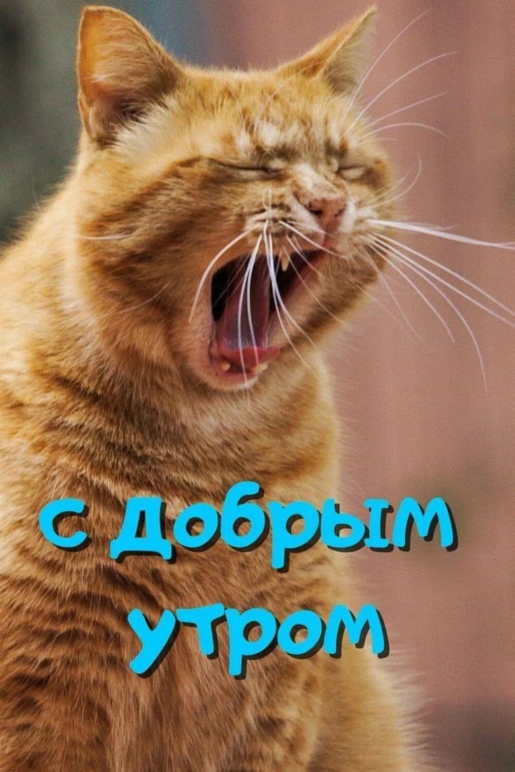 с Добрым утром