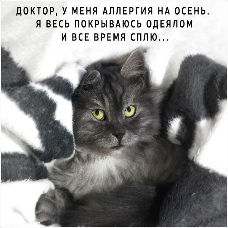 ДОКТОР, У МЕНЯ АЛЛЕРГИЯ НА ОСЕНЬ. Я ВЕСЬ ПОКРЫВАЮСЬ ОДЕЯЛОМ И ВСЕ ВРЕМЯ СПЛЮ...