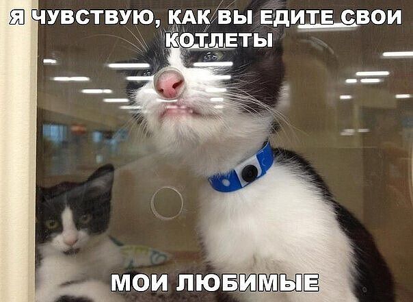Я ЧУВСТВУЮ, КАК ВЫ ЕДИТЕ СВОИ Котлеты Мои любимые