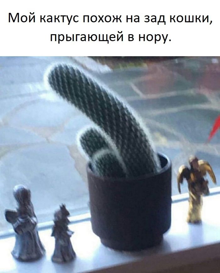 Мой кактус похож на зад кошки, прыгающей в нору.
