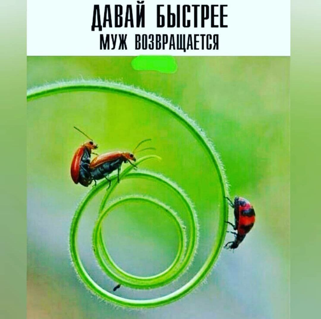 ДАВАЙ БЫСТРЕЕ МУЖ ВОЗВРАЩАЕТСЯ