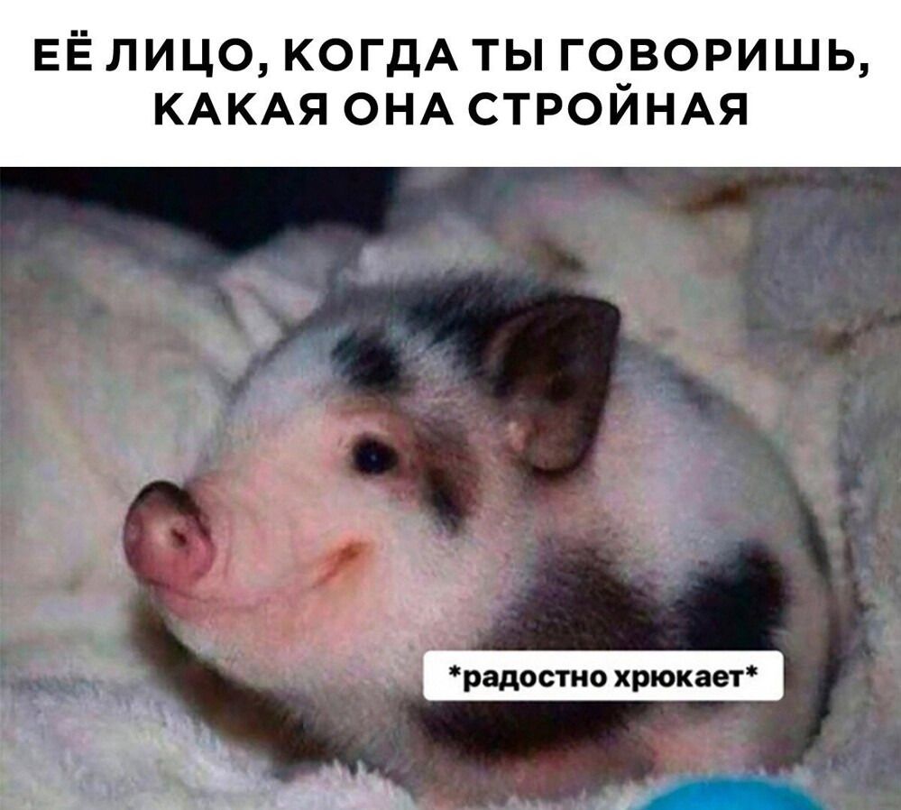 ЕЁ ЛИЦО, КОГДА ТЫ ГОВОРИШЬ, КАКАЯ ОНА СТРОЙНАЯ
*радостно хрюкает*
