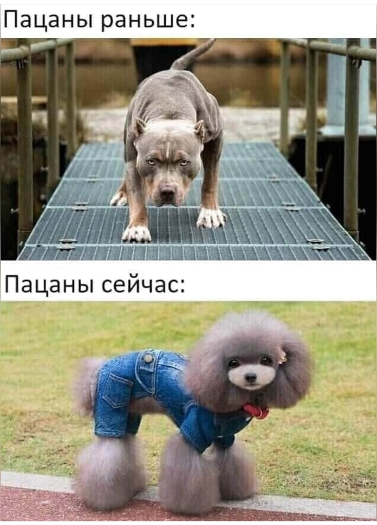 Пацыаны раньше:

Пацыаны сейчас: