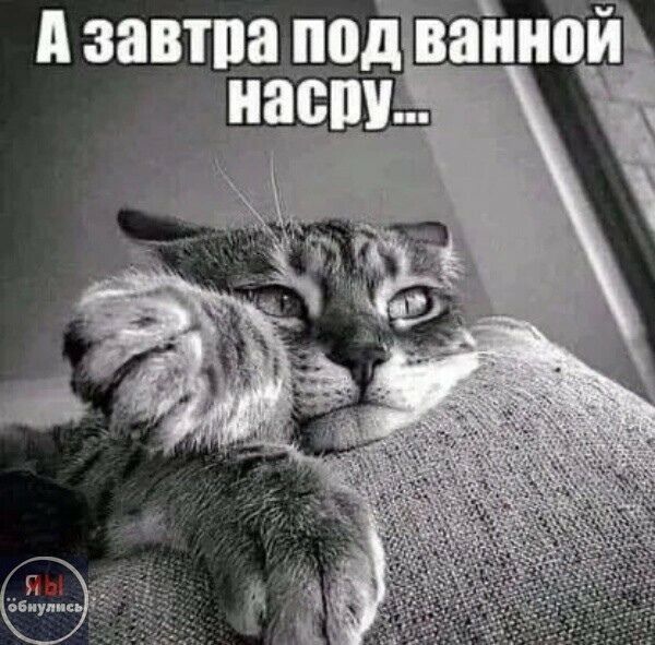 А завтра под ванной насру...